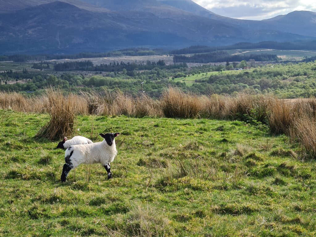 A Lamb on Scottish Field