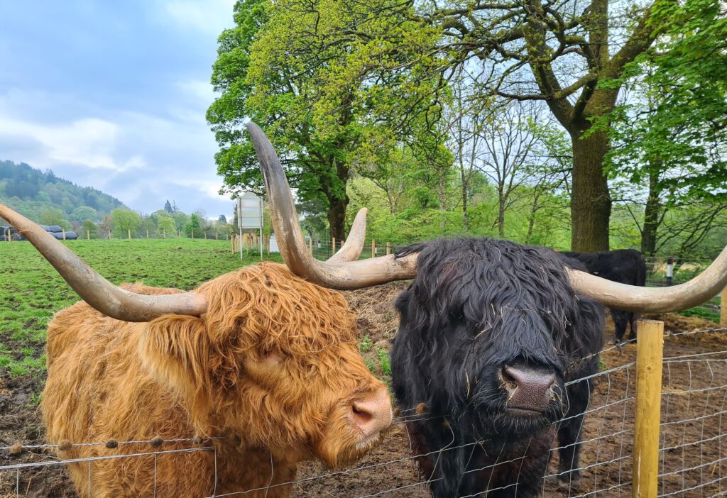 Two Highland Cows in Scotland waiting to be fed